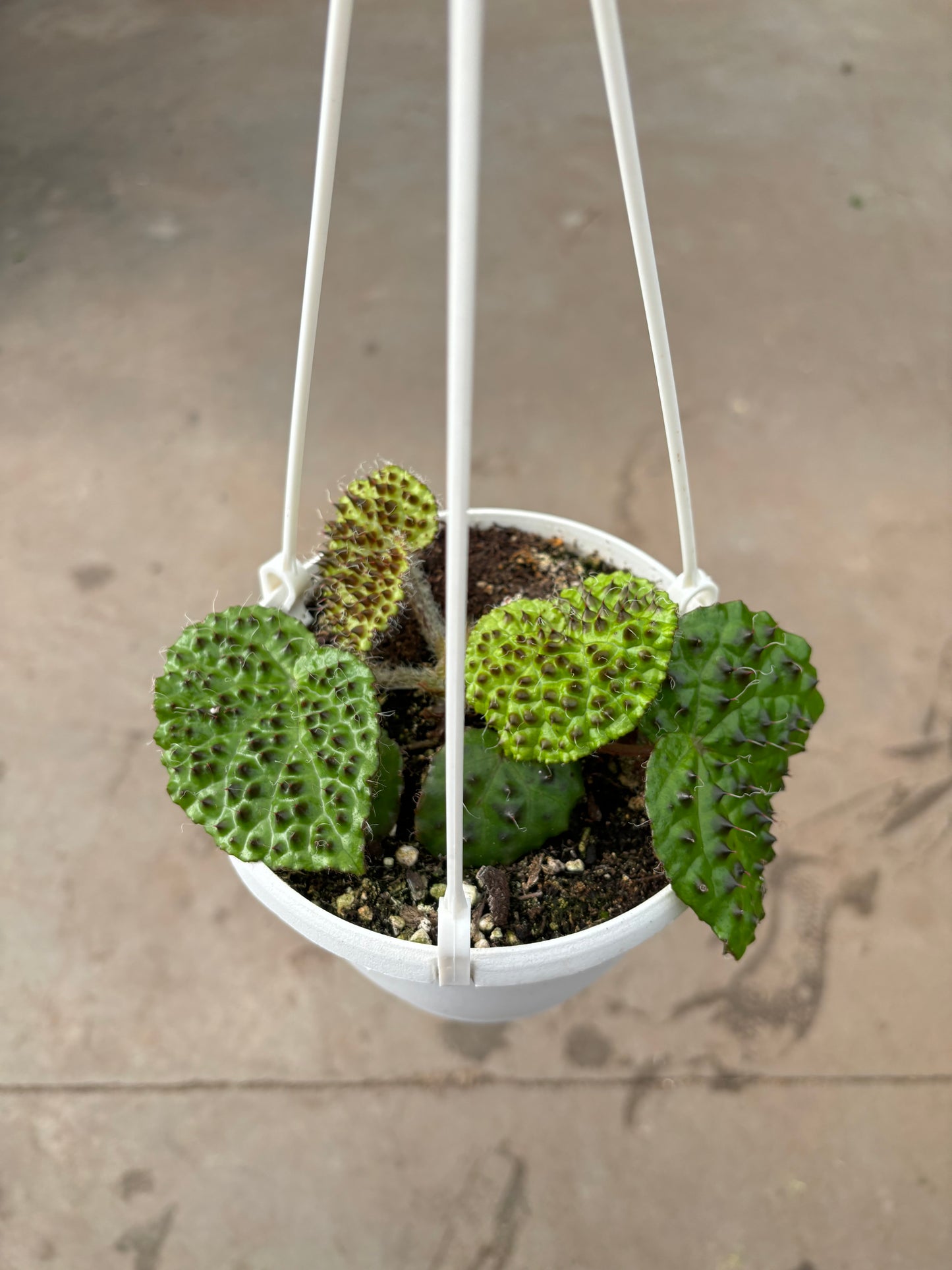 Begonia Melanobullata