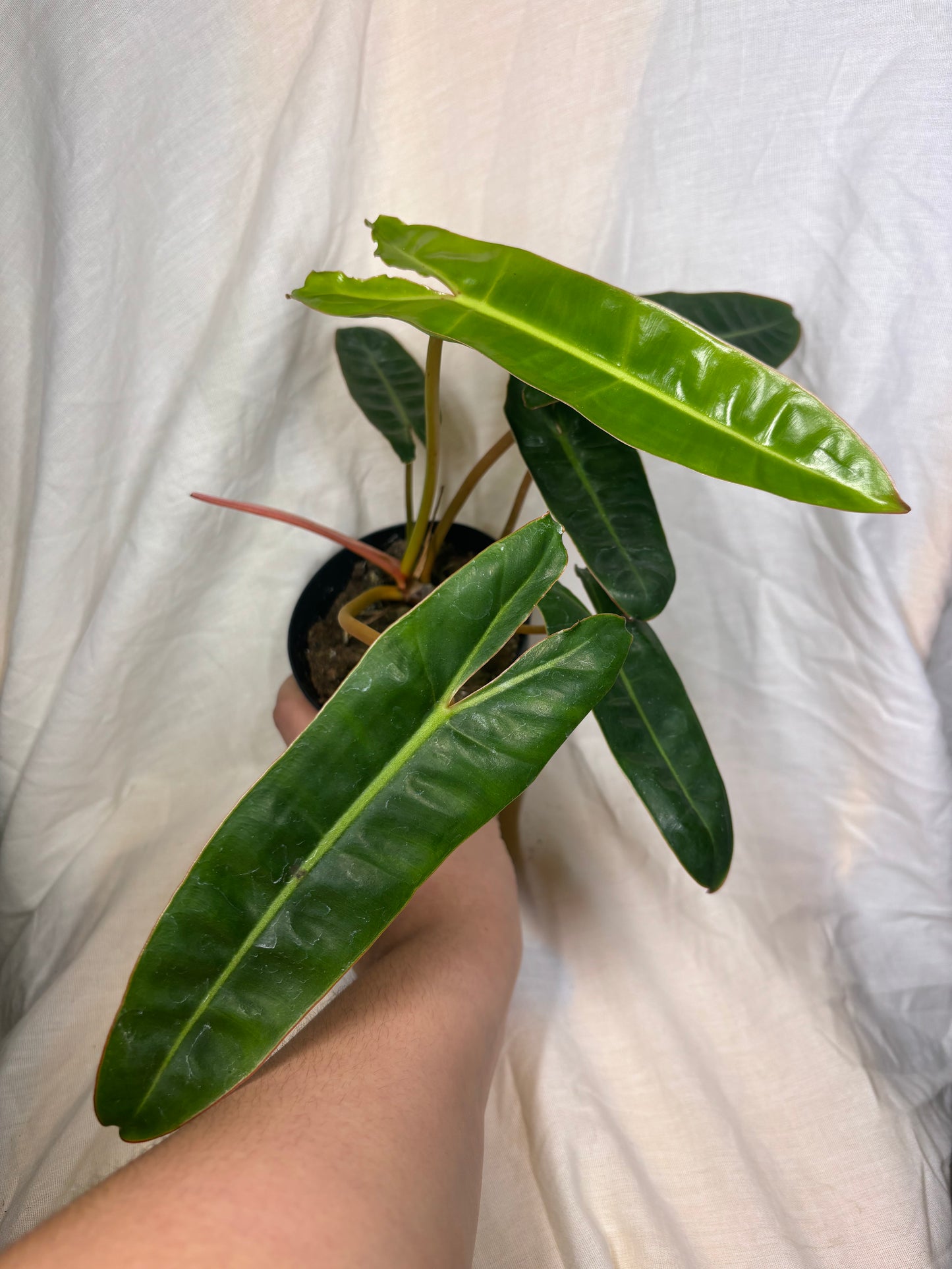 Philodendron Billietiae