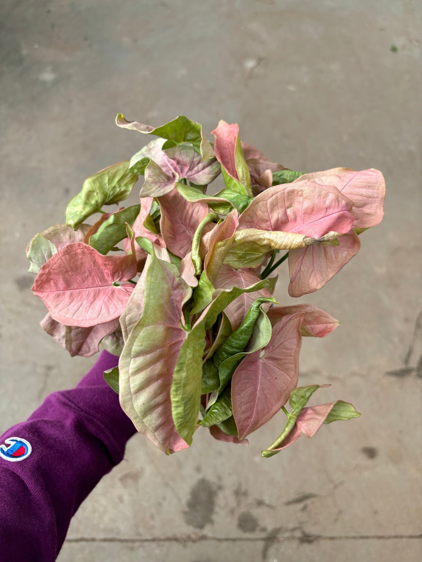 Syngonium Neon Pink
