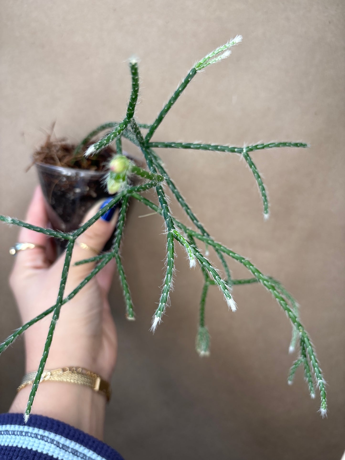 Rhipsalis pilocarpa (Hairy Stemmed)