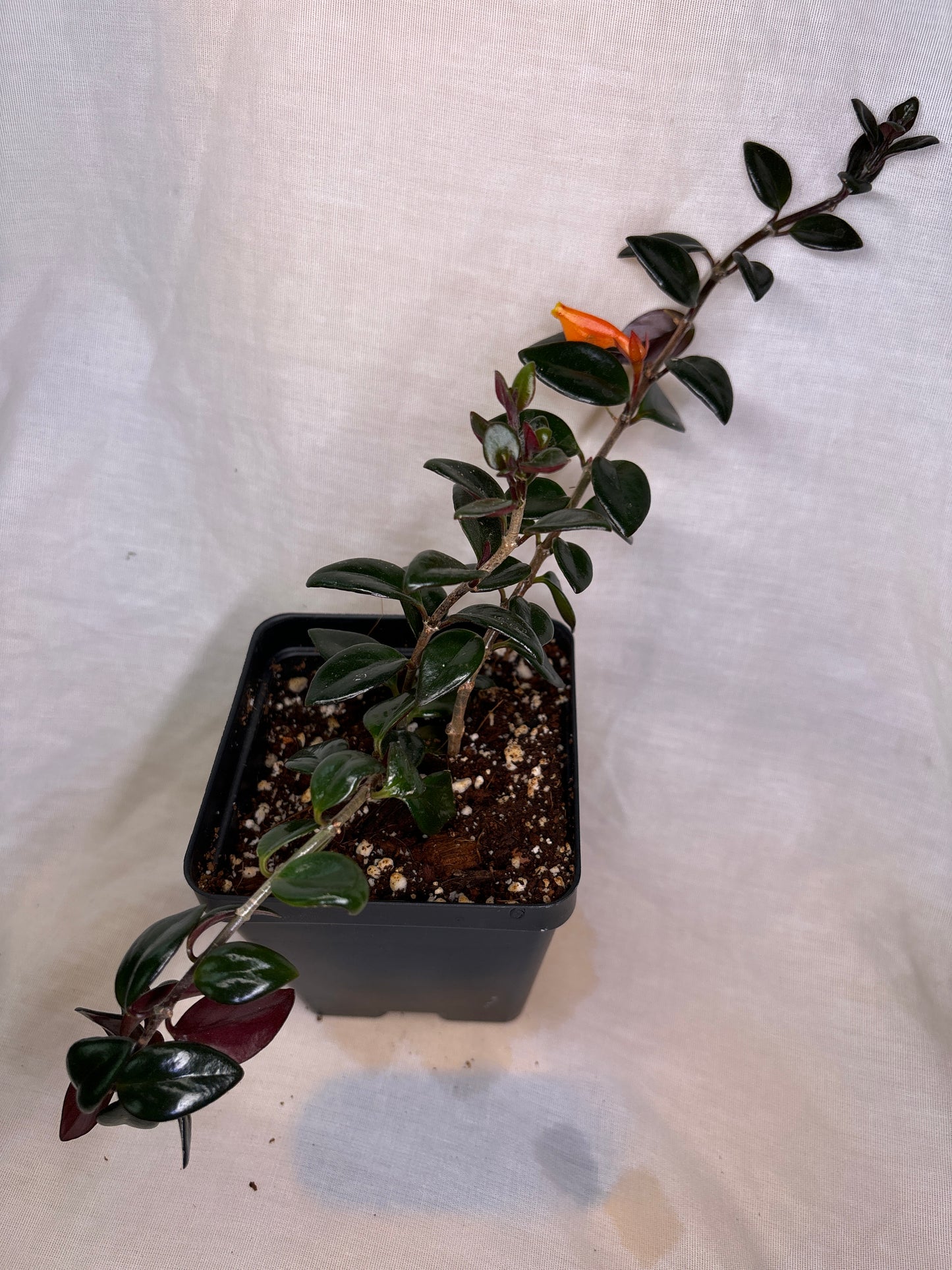 Black and Gold Goldfish Plant