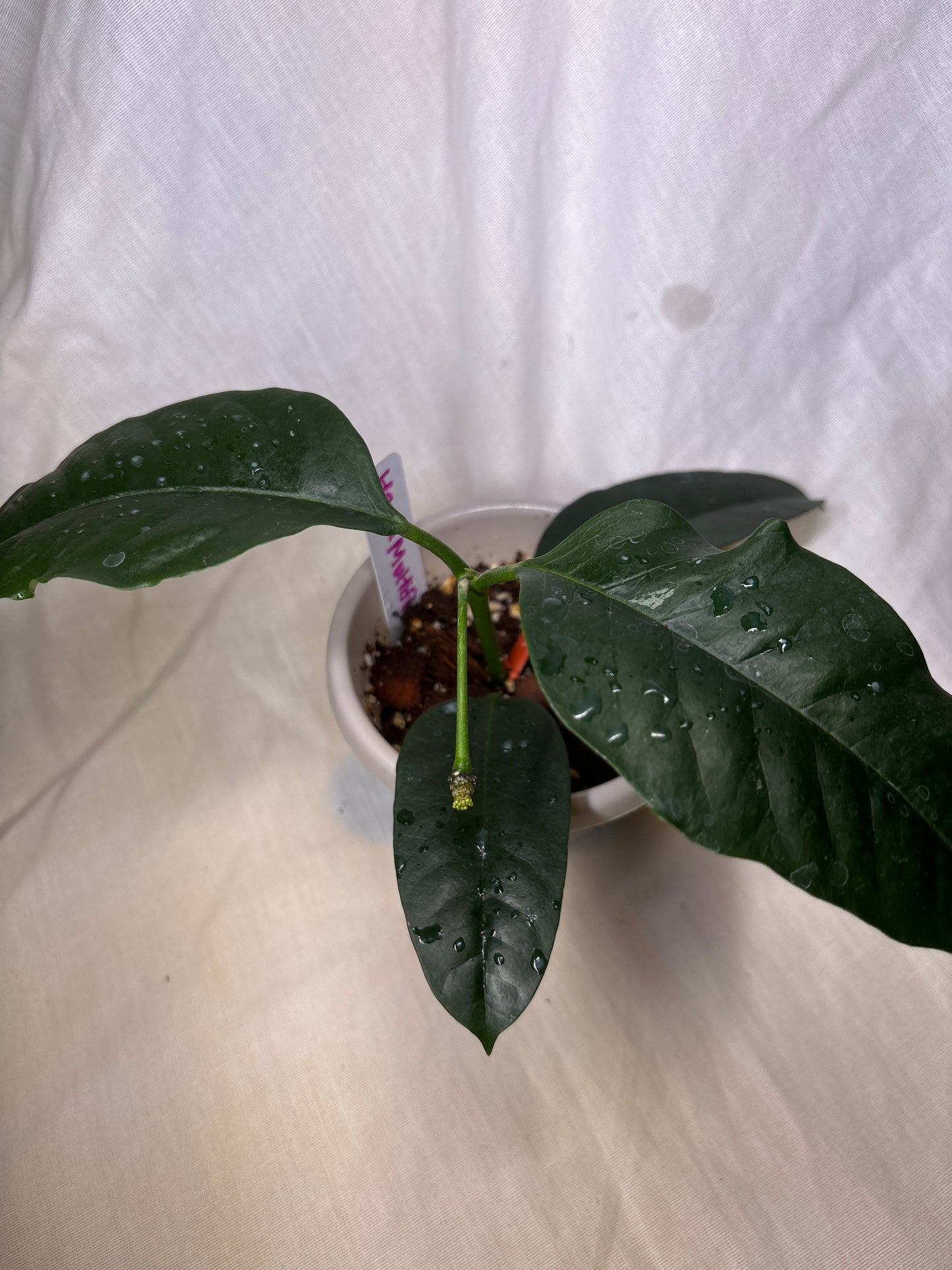 Hoya Multiflora