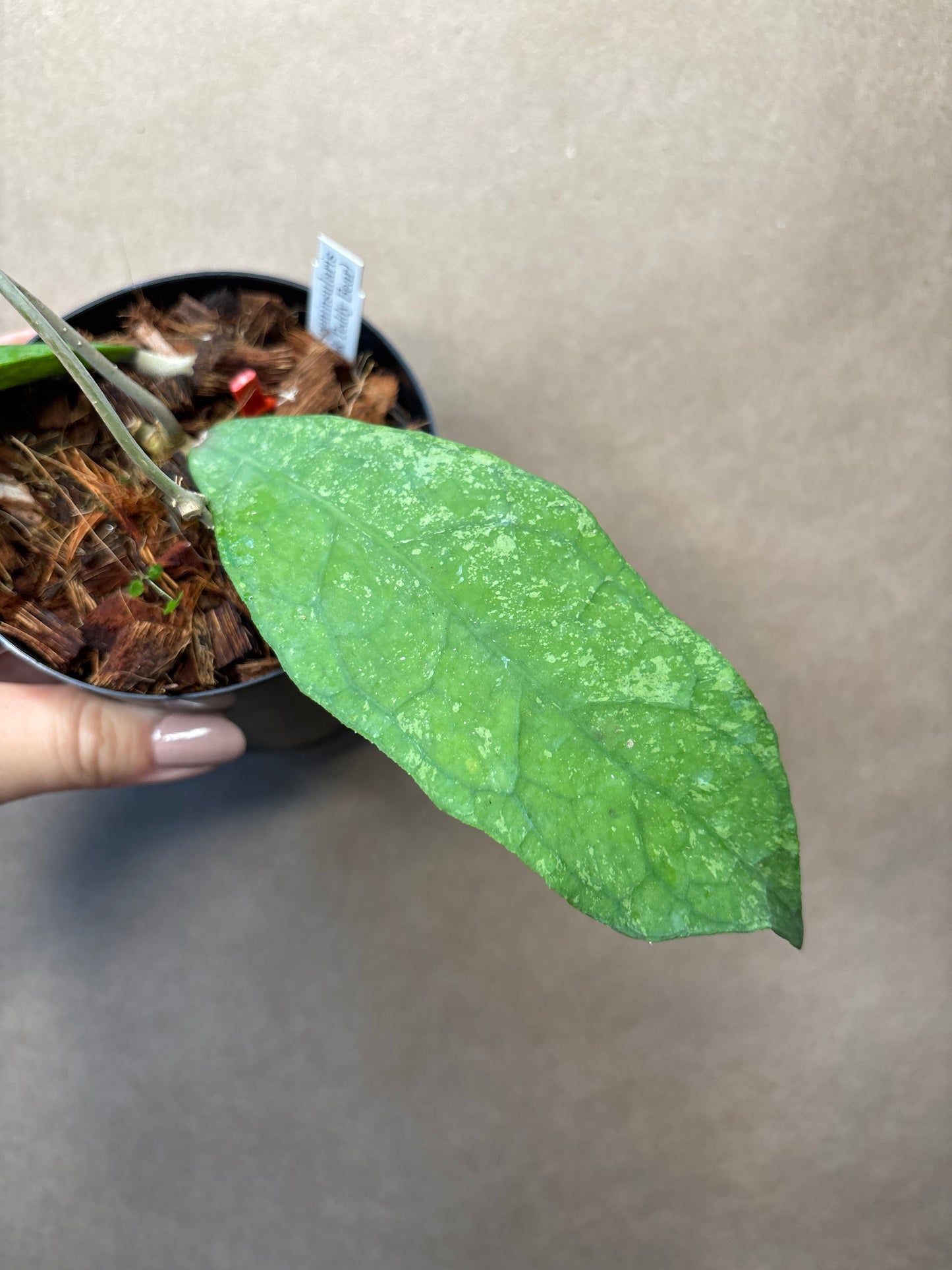 Hoya Peninsuraris (H. petal Teddy Bear) 4”