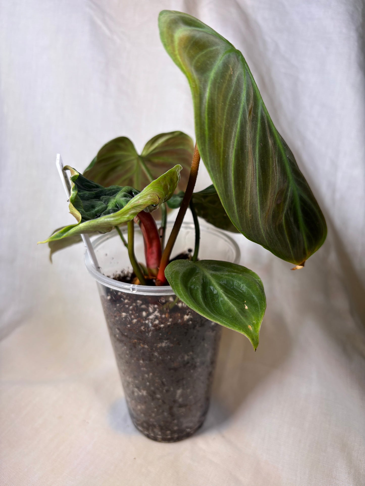 Philodendron El Choco Red