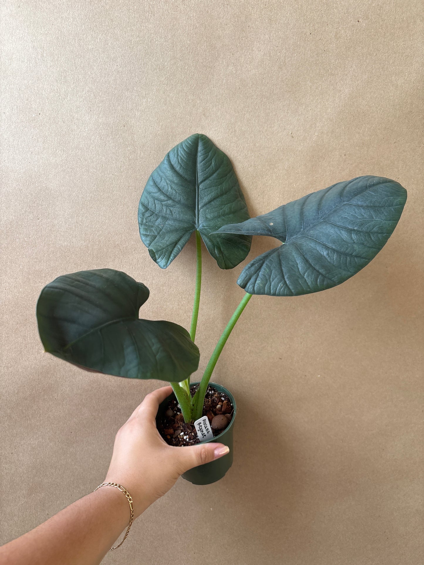 Alocasia Reginae 4”