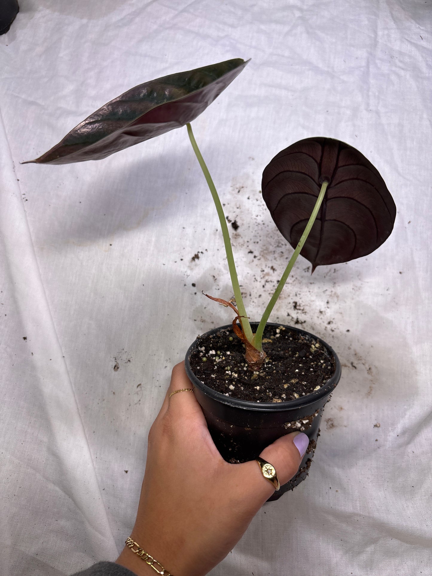 Alocasia Cuprea