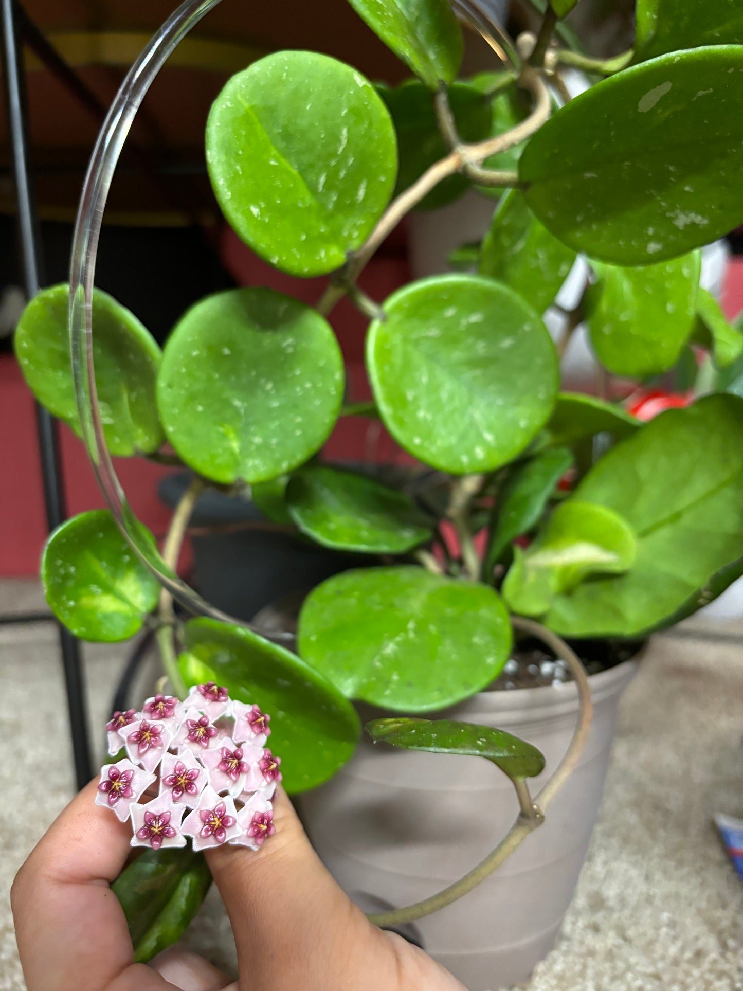 Hoya obovata inner variegated