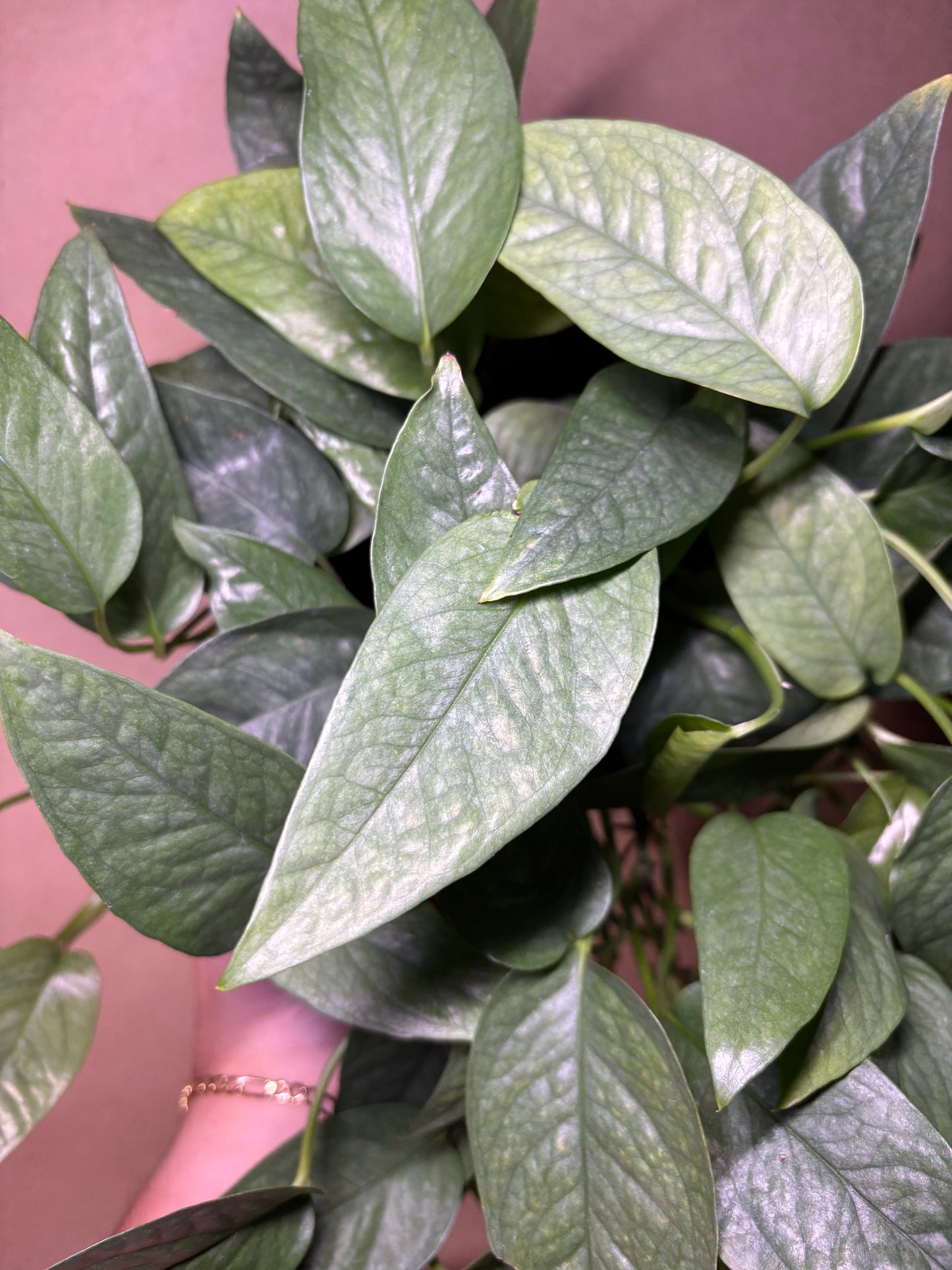 Pothos Cebu Blue