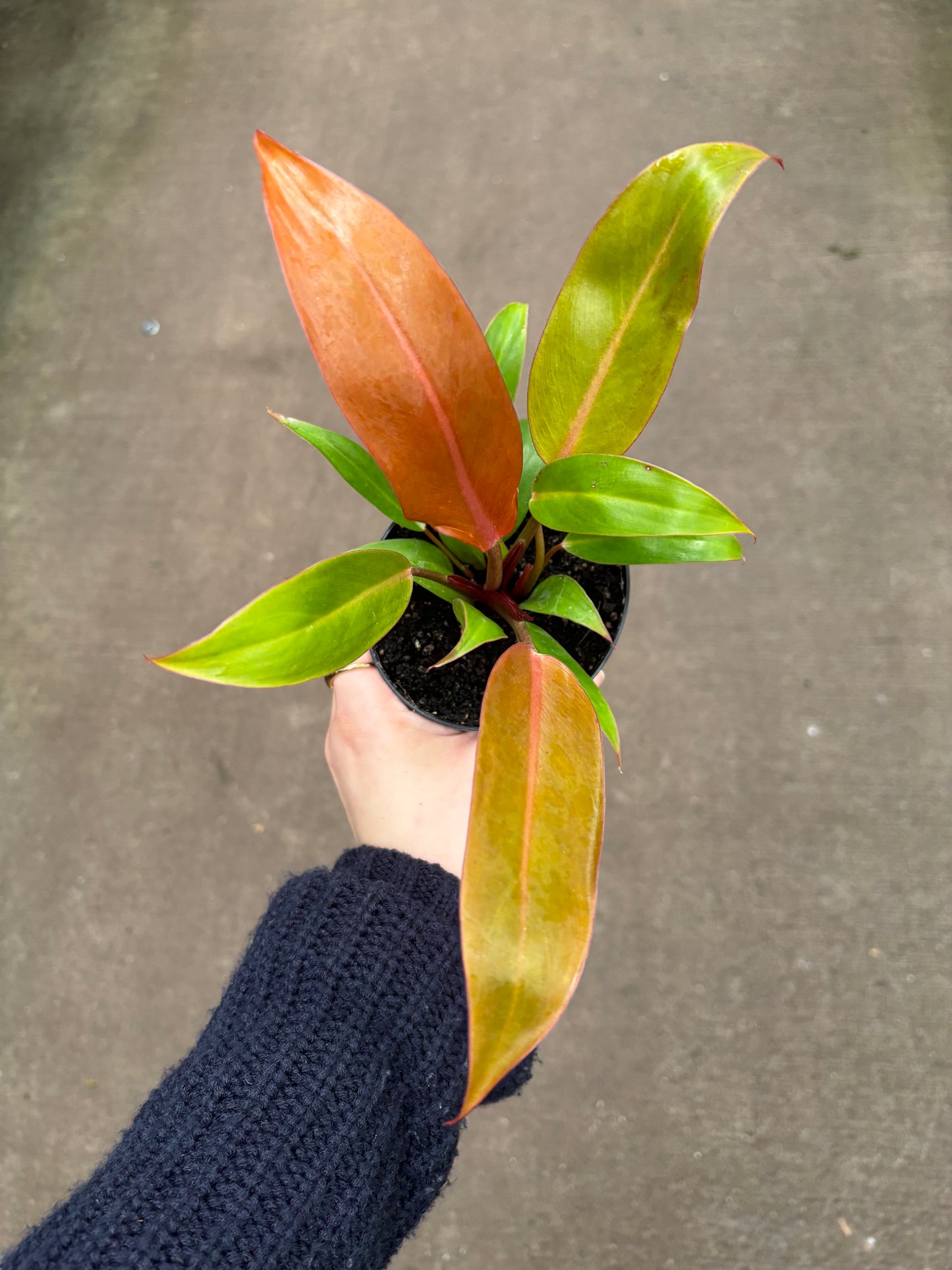 Philodendron Orange Prince