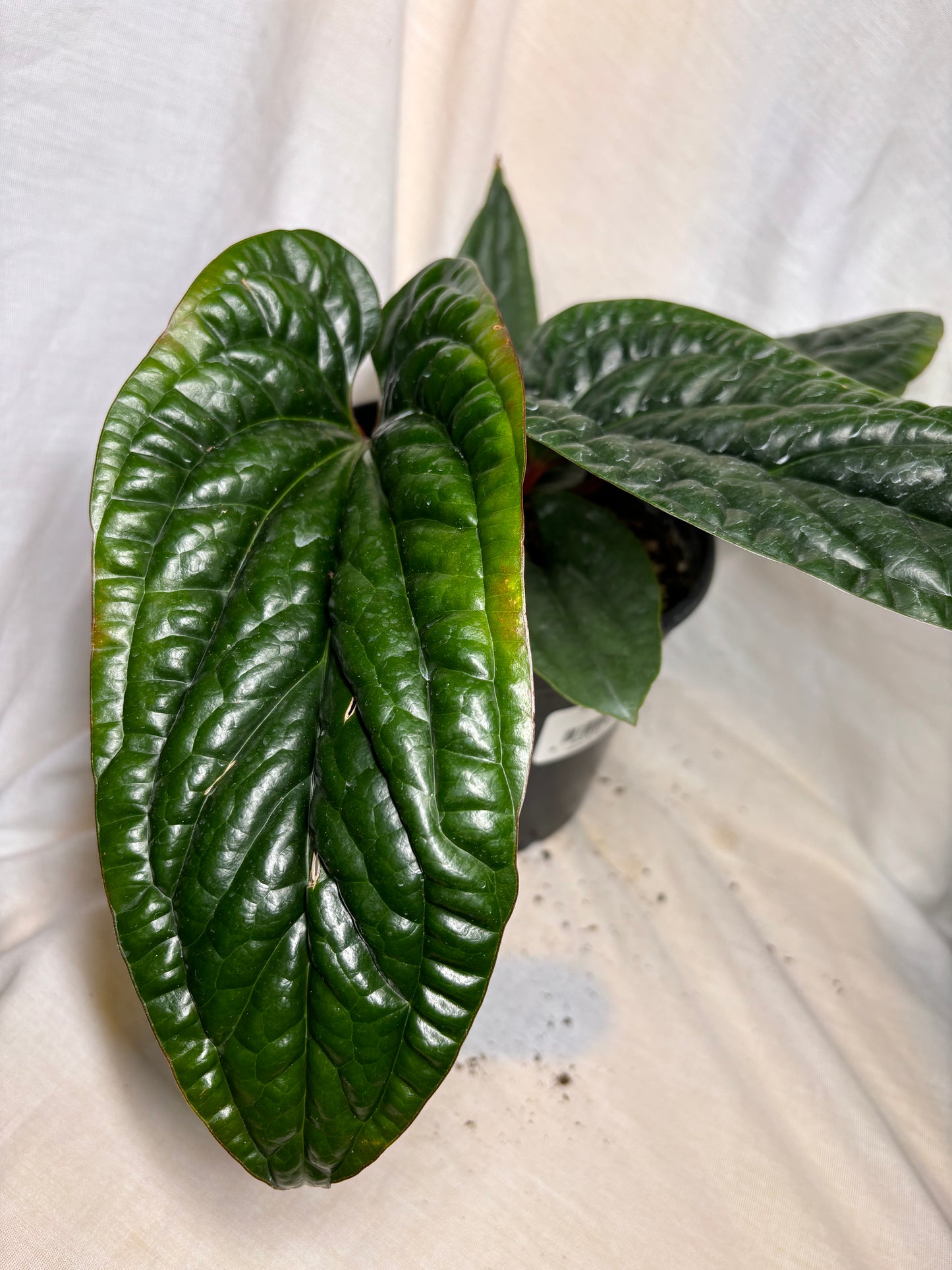 Anthurium Radicans x Luxurians