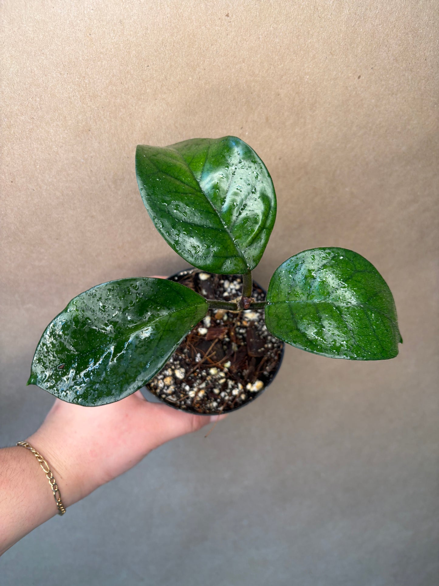 Hoya Fungii