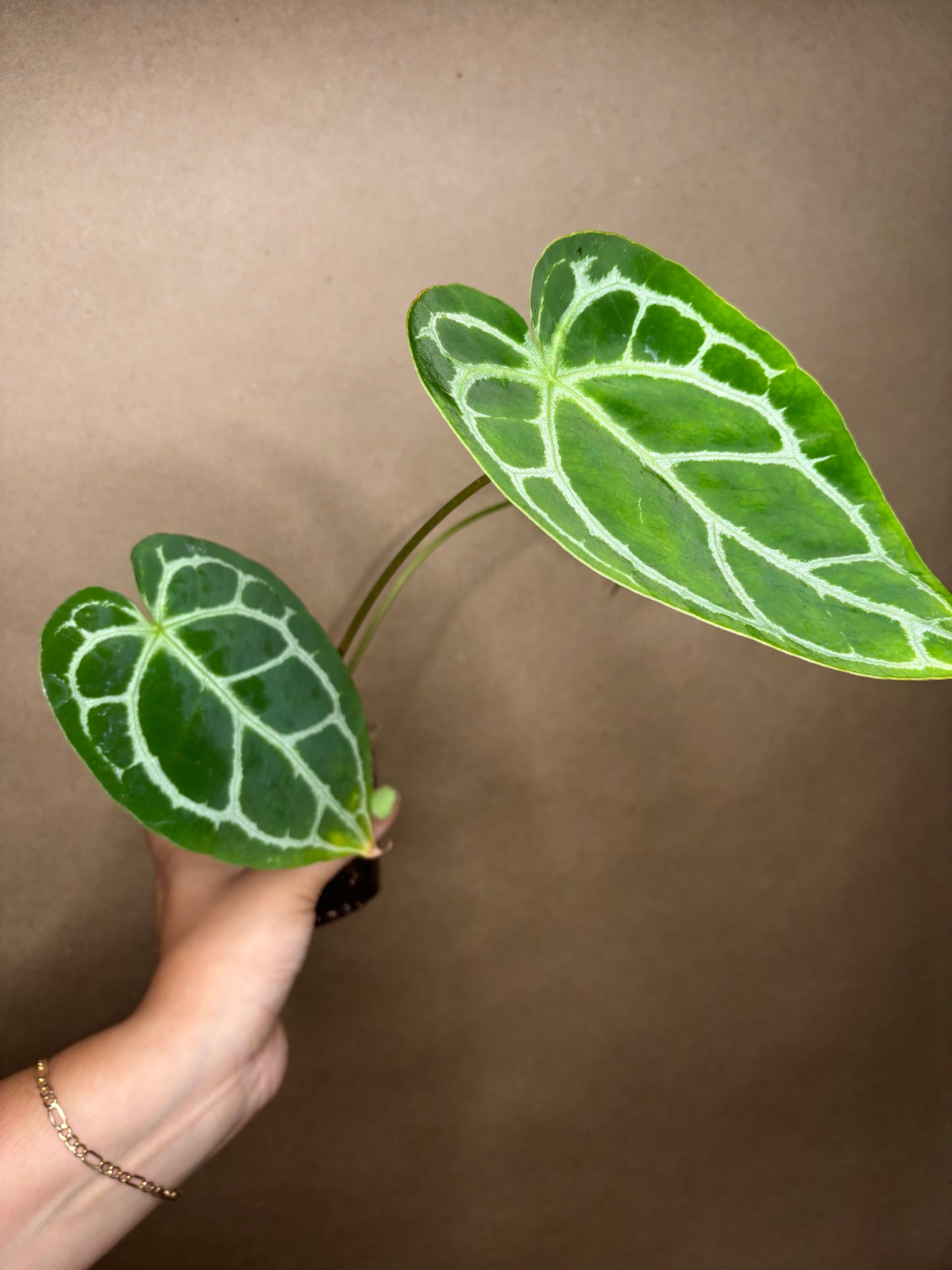 Anthurium Crystallinum