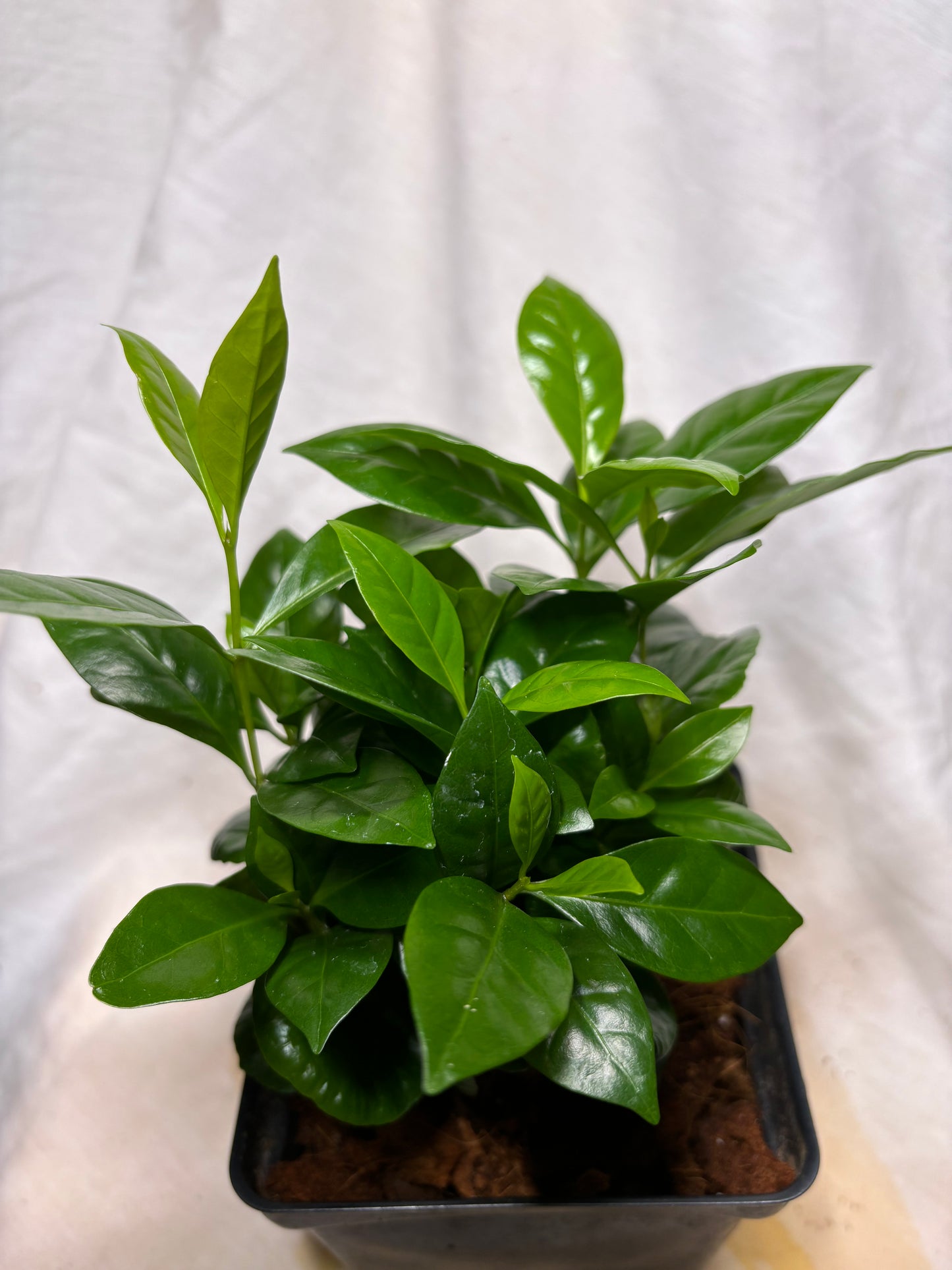 Coffee Plant 6”