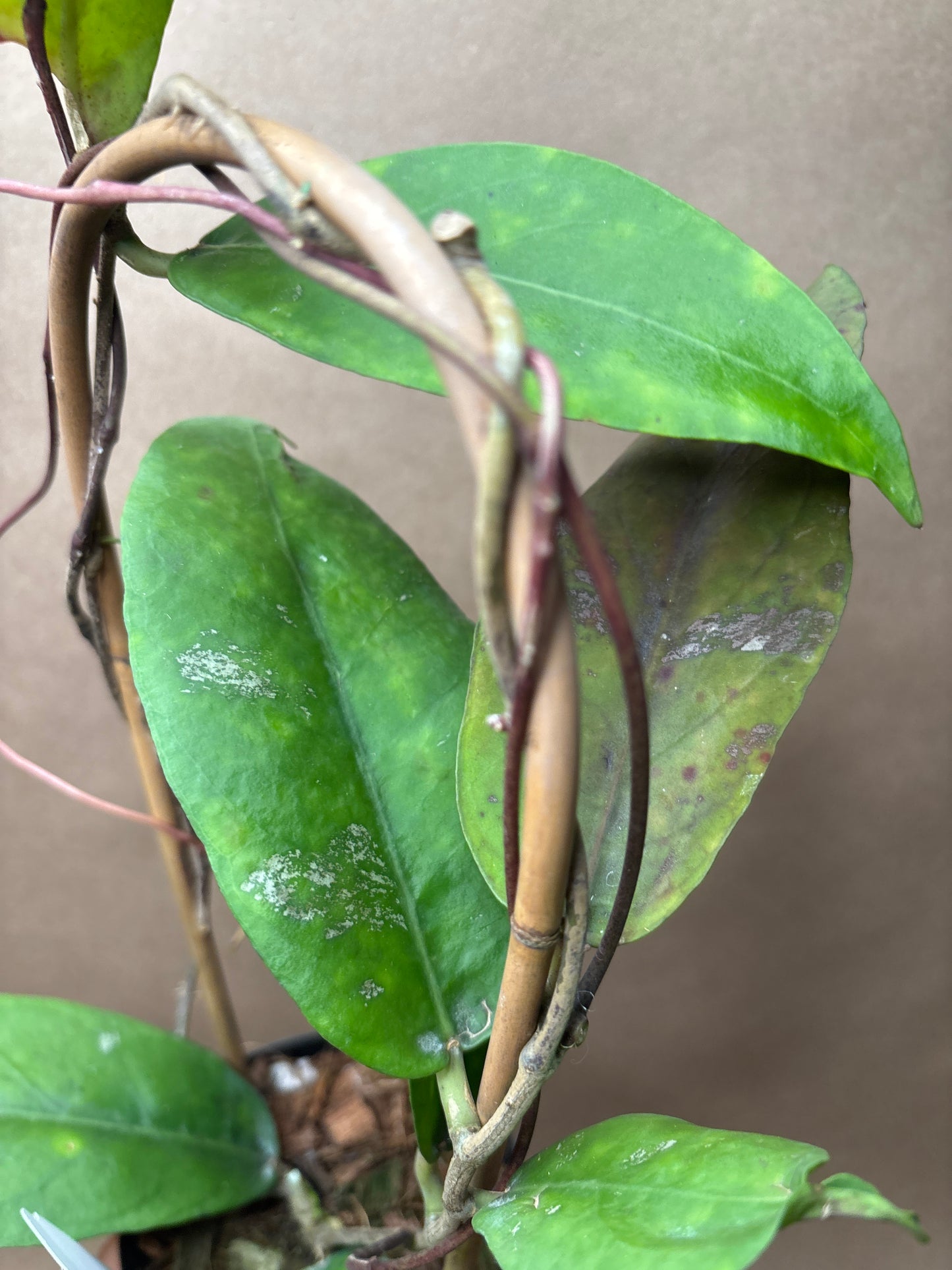 Hoya Fauziana sp. angulata 4” Trellis