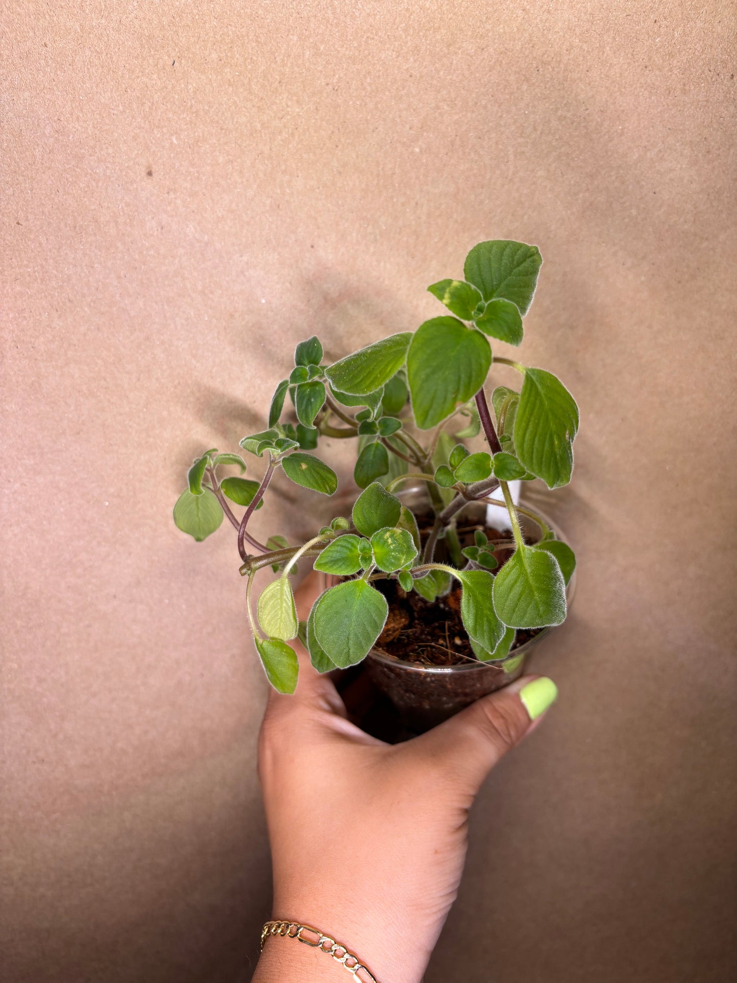 Streptocarpus Saxorum