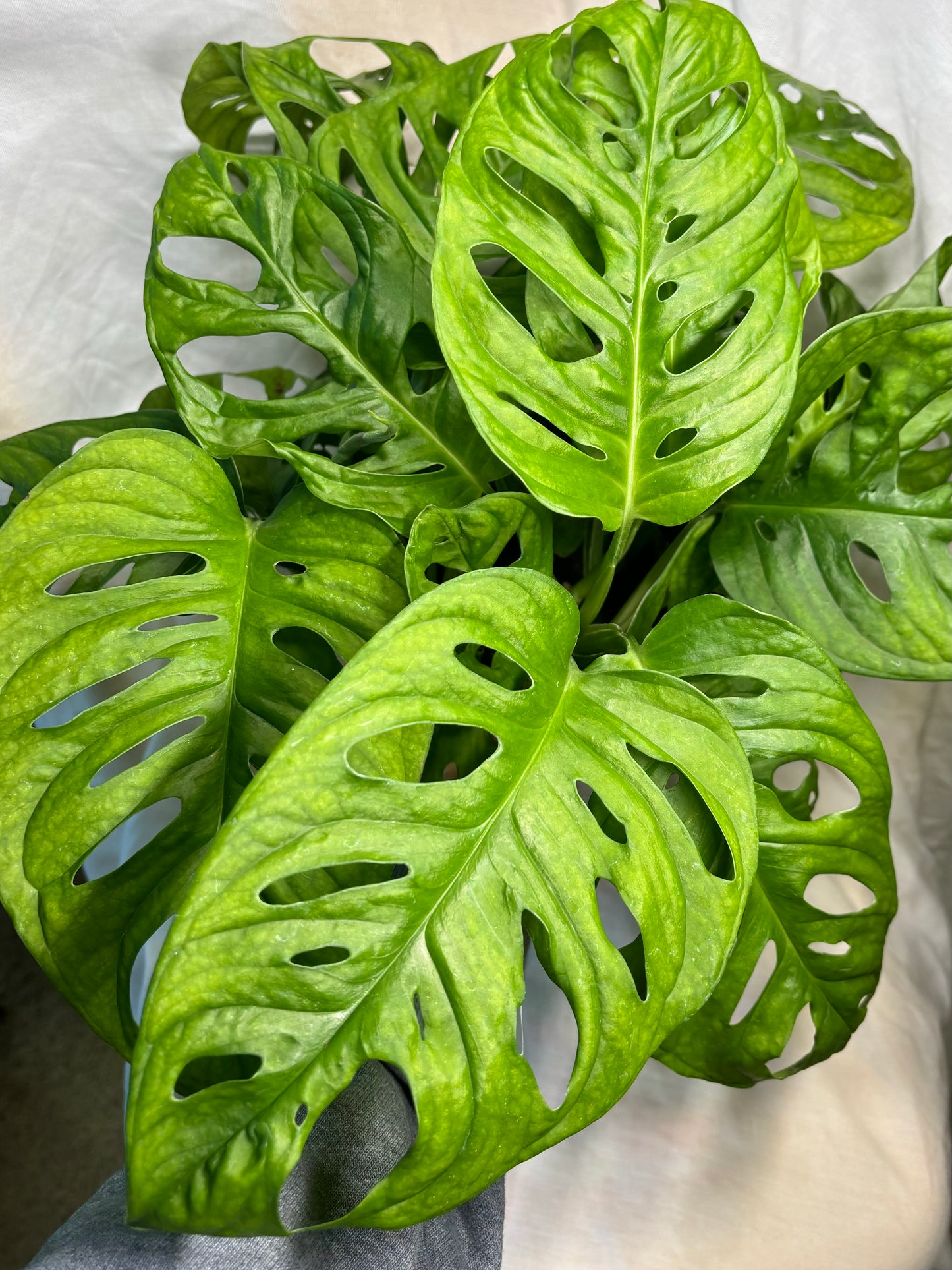 Monstera adansonii narrow form