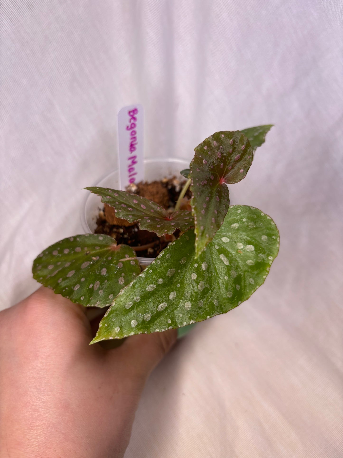 Begonia Malachosticta