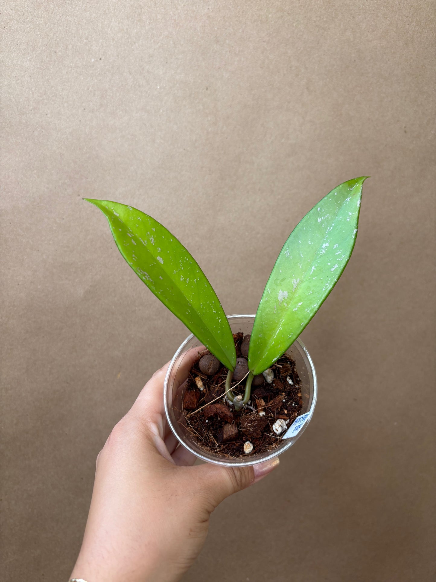 Hoya Pubicalyx