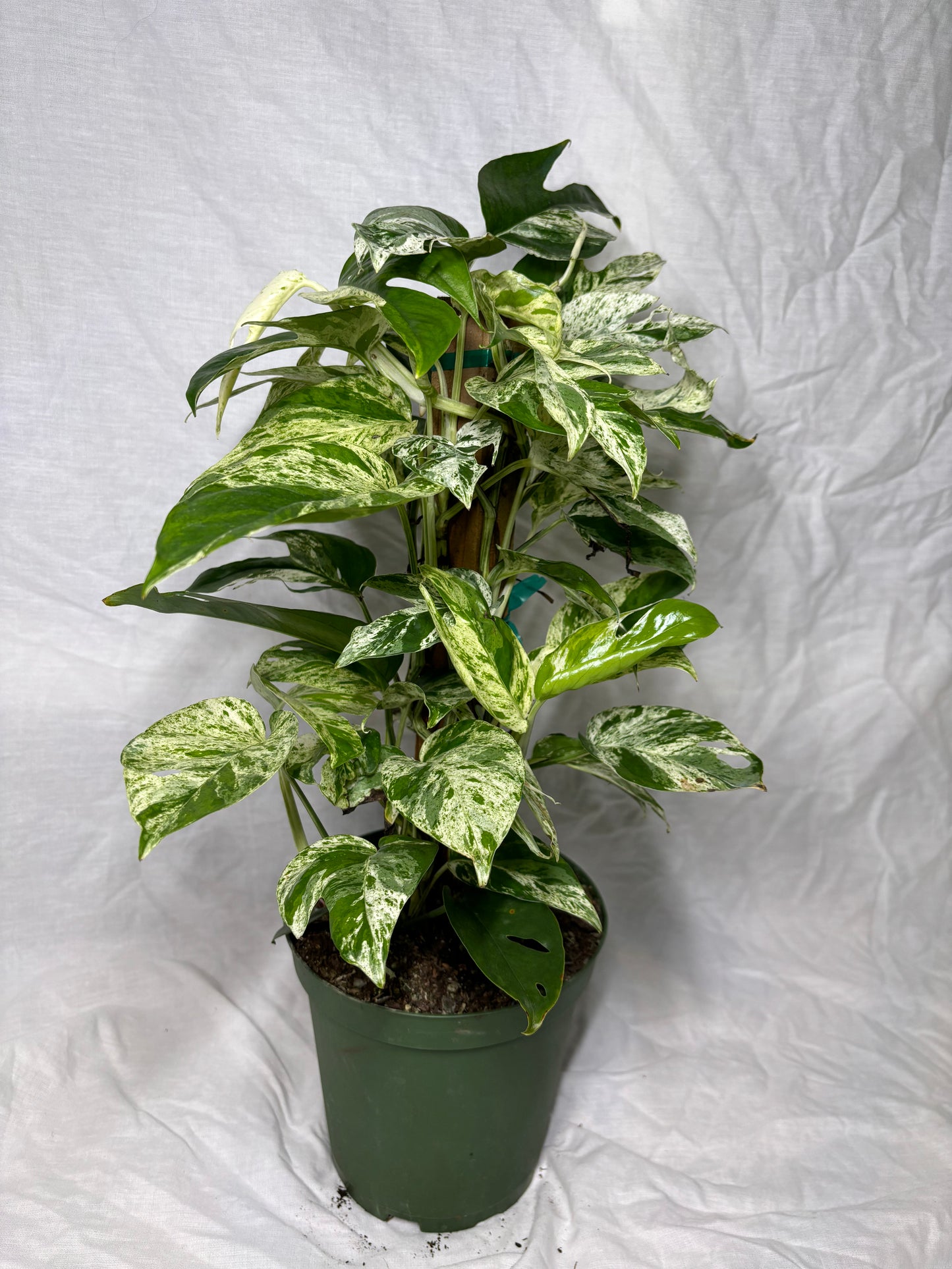Epipremnum Pinnatum Marble Flame