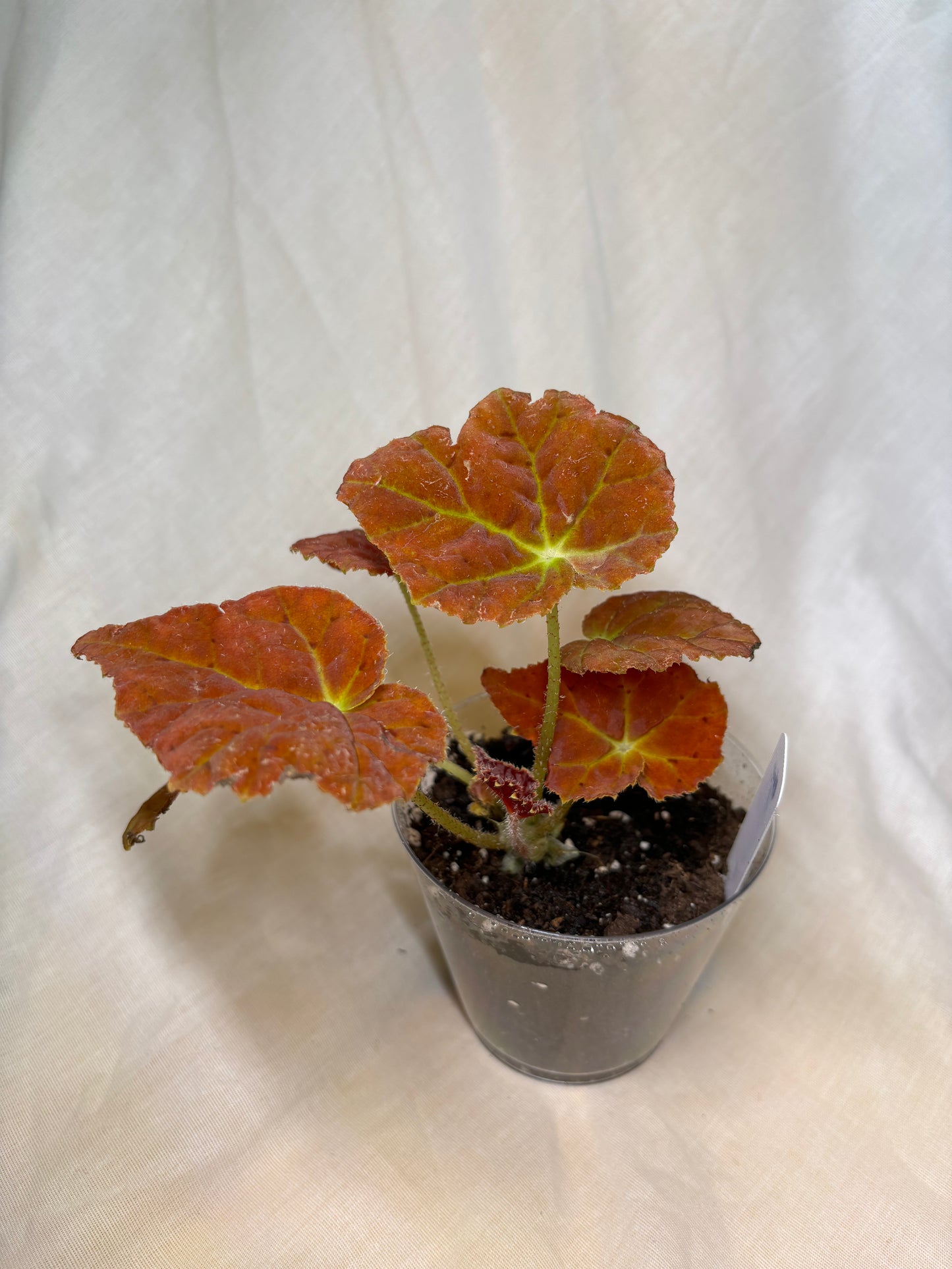 Begonia 'Autumn Ember'