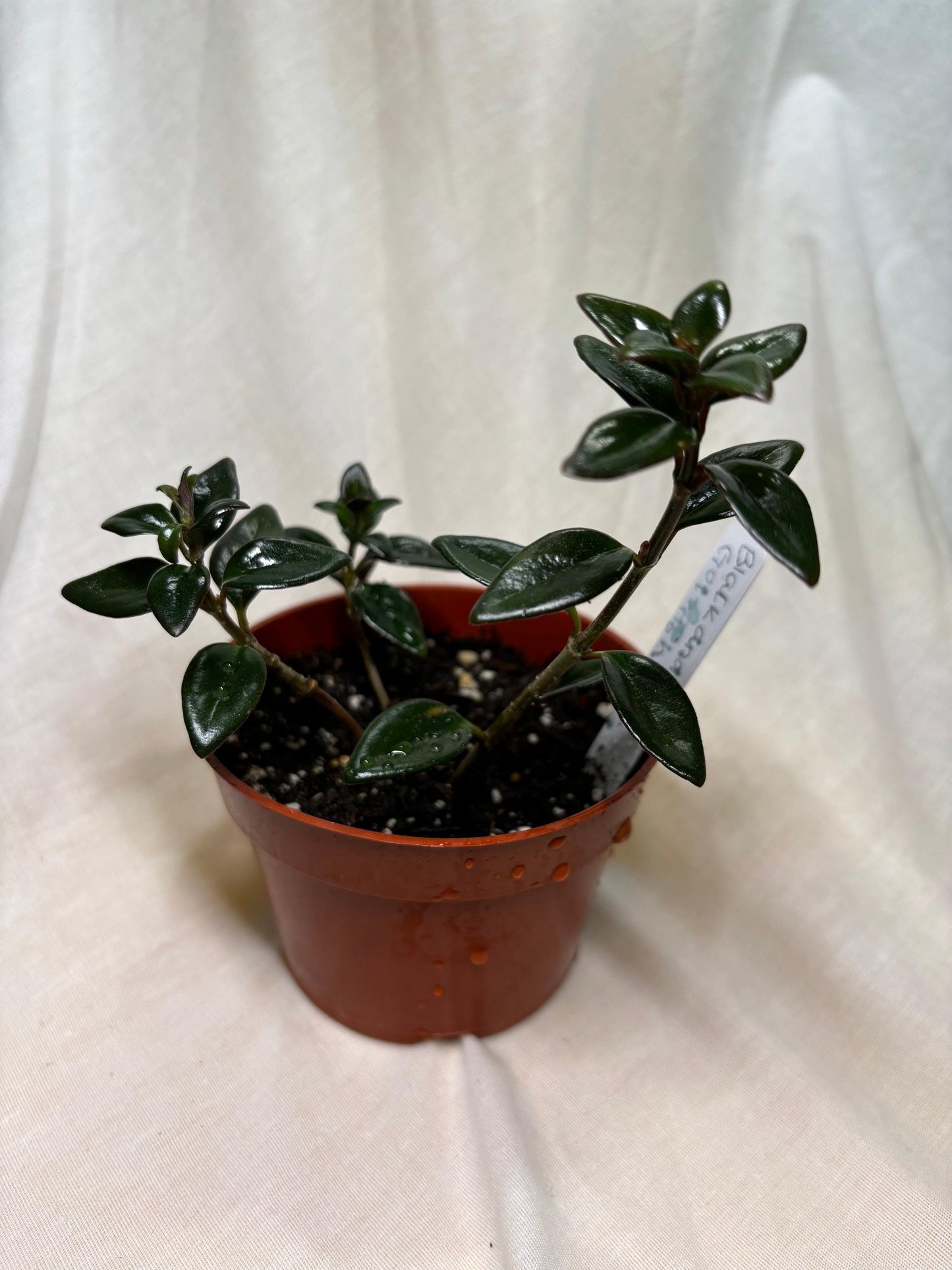 Black and Gold Goldfish Plant