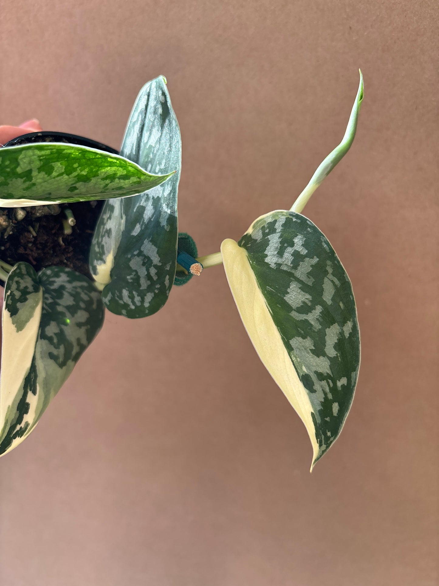 Scindapsus ‘Mariposa’ 3”