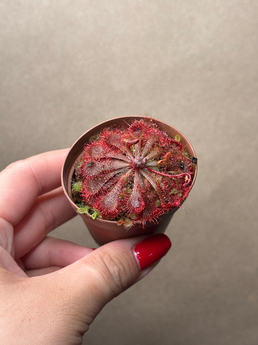 Sundew Drosera spatulata var. lovellae