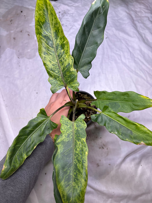 Alocasa Lauterbachian Variegated