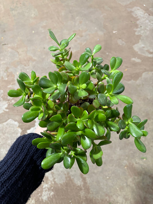 Jade Plant