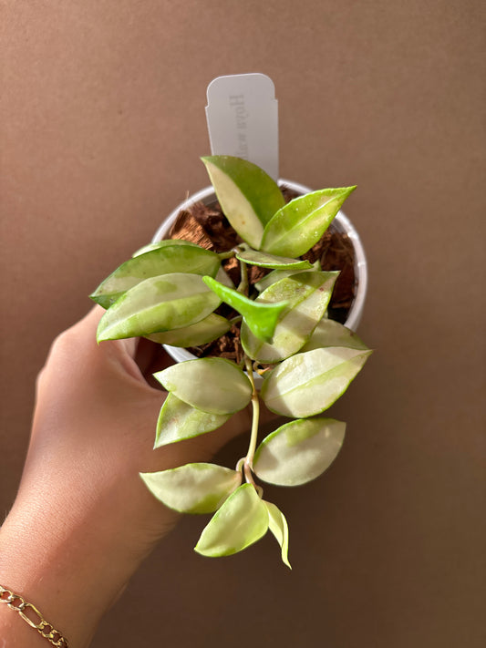 Hoya Walliana Variegated 3” Hanging Basket