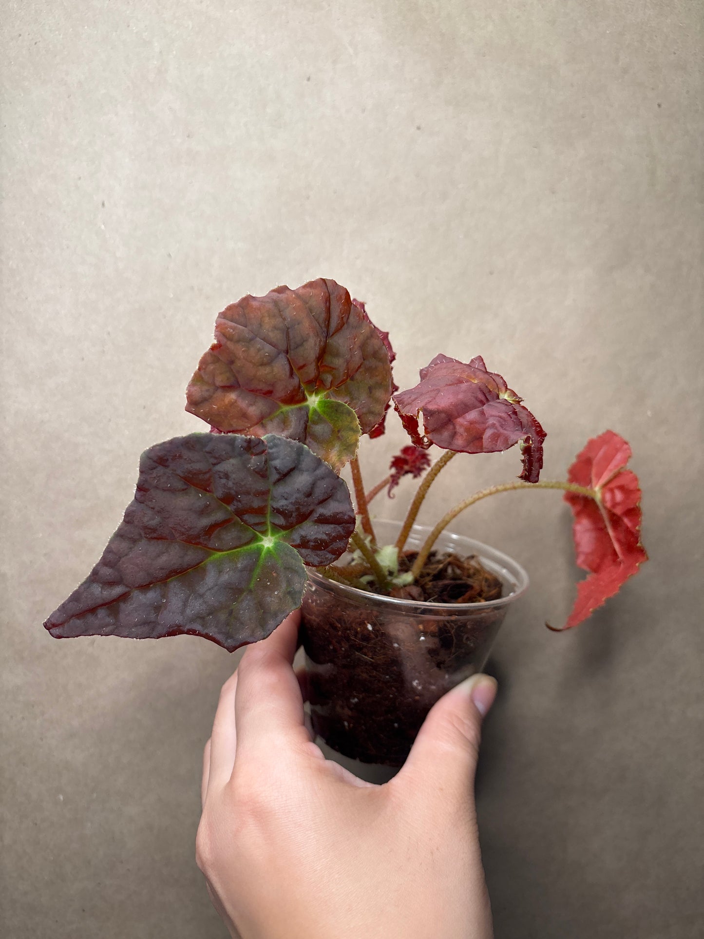 Begonia 'Autumn Ember'
