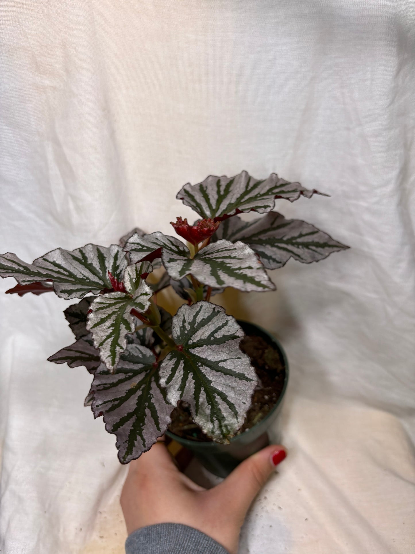 Begonia Krismet