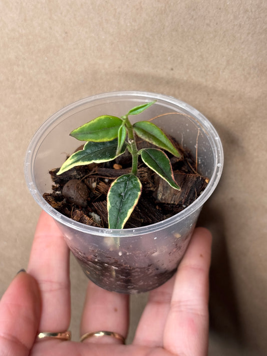 Hoya Bella Outer Variegated