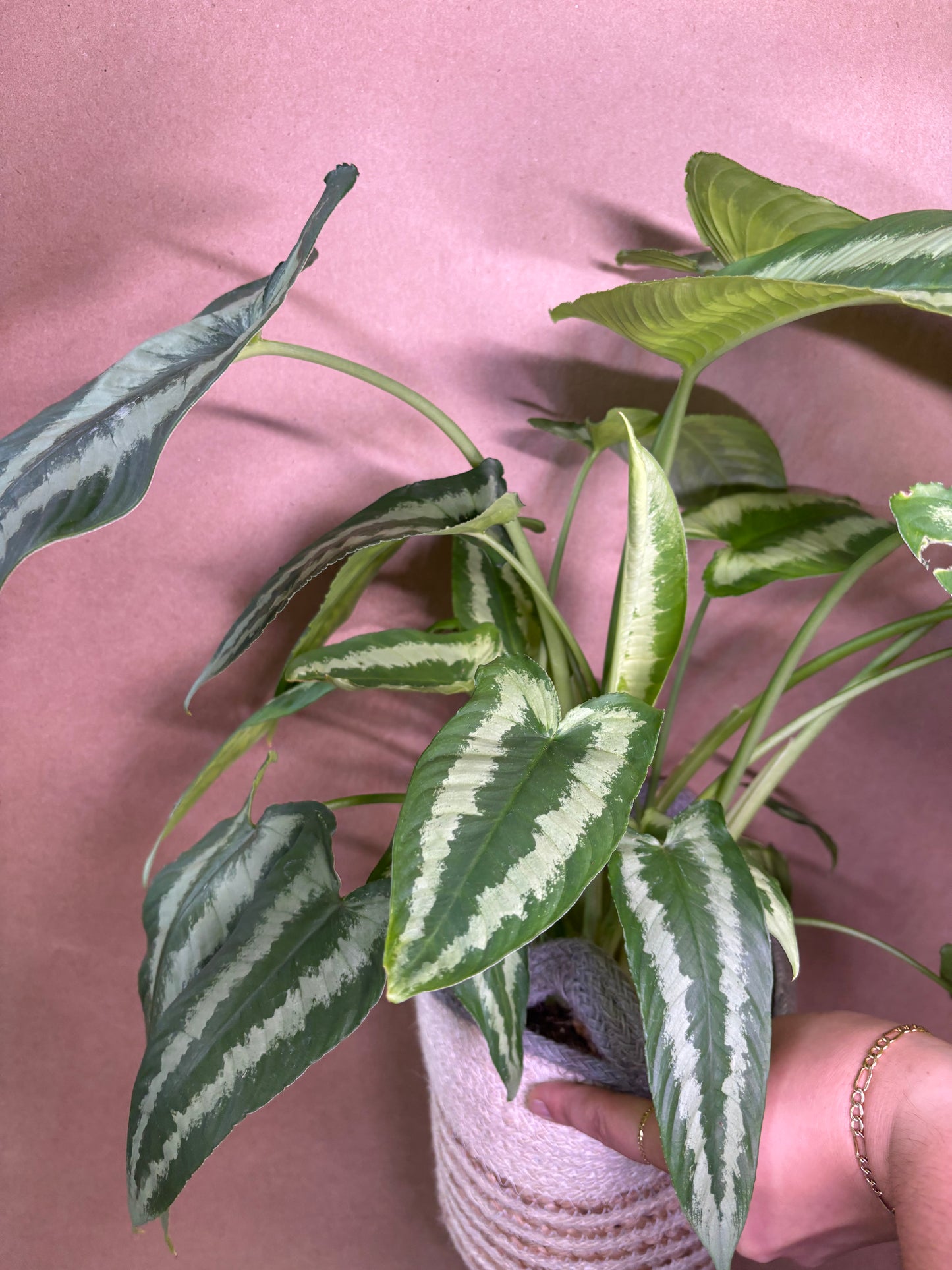 Schismatoglottis Wallichii