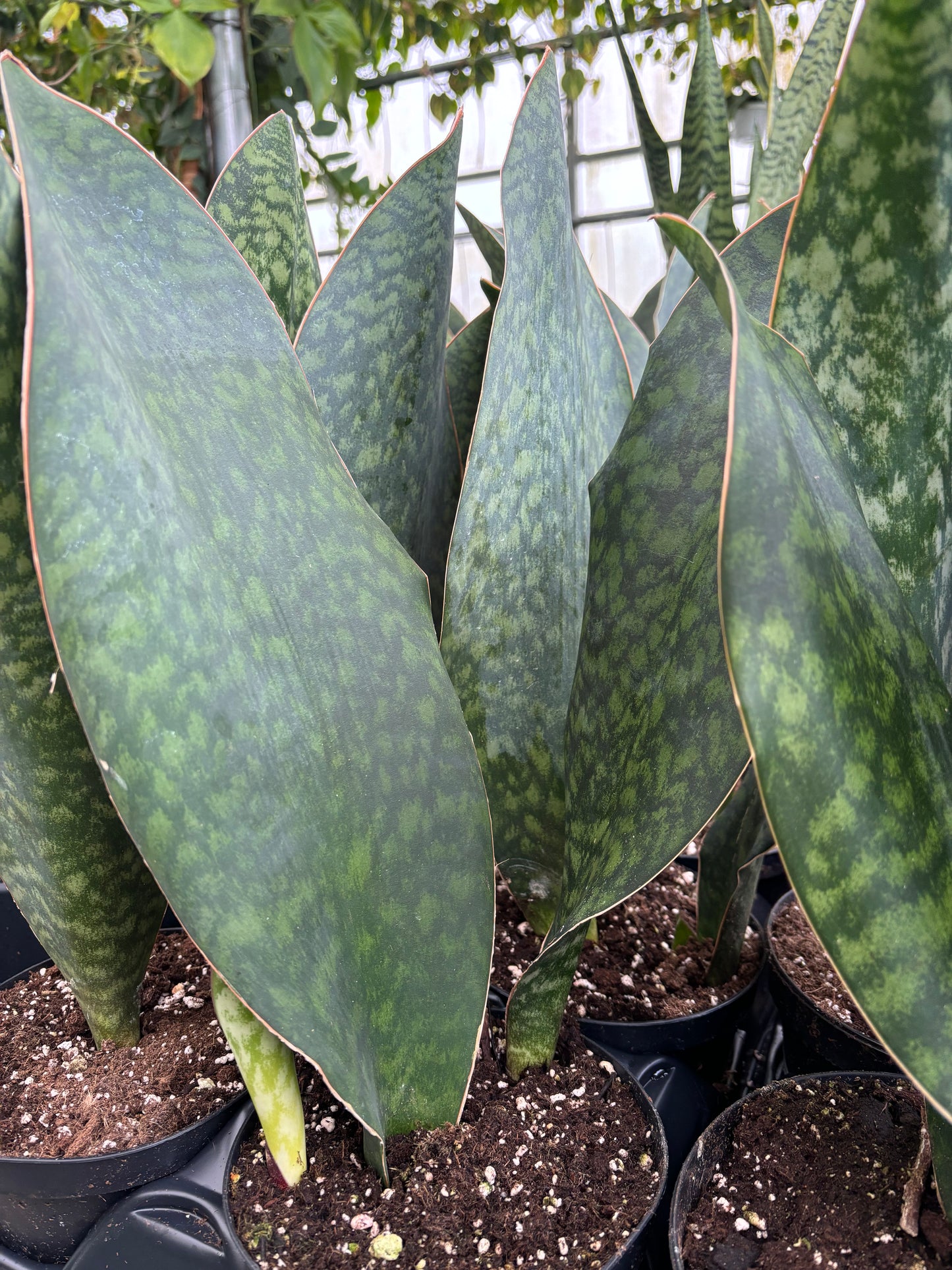 Snake Plant Whale Fin