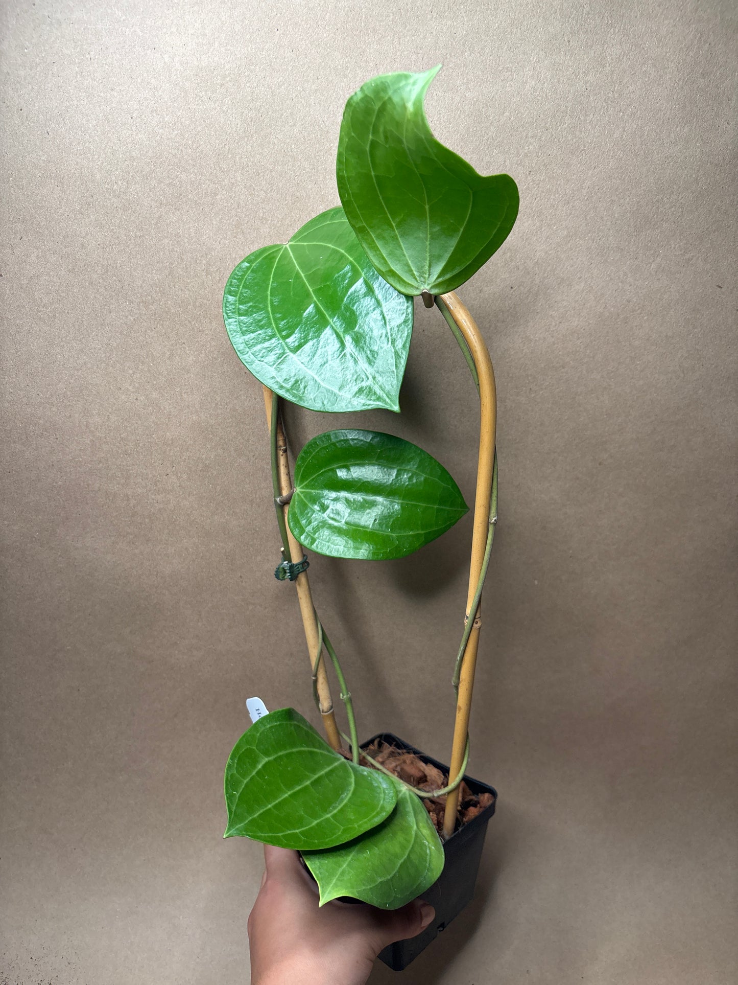 Hoya Latifolia ‘Dinner Plate’ 4” Trellis