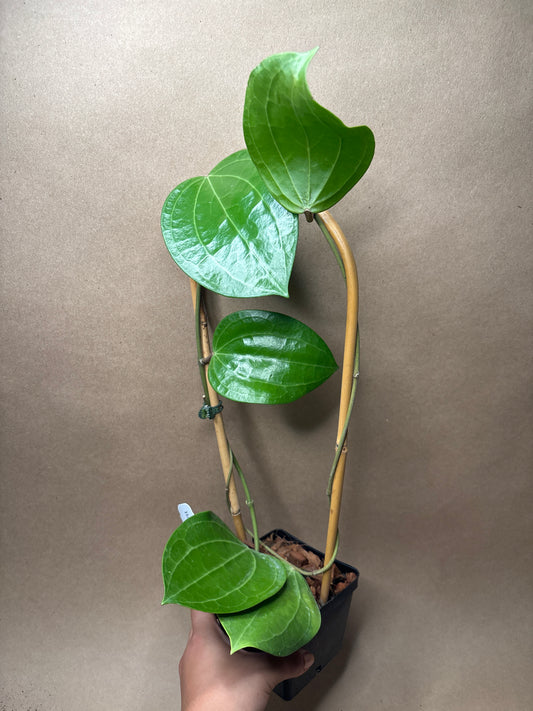 Hoya Latifolia ‘Dinner Plate’ 4” Trellis