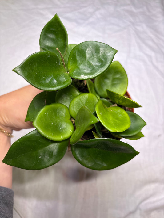 Hoya 'Chelsea’