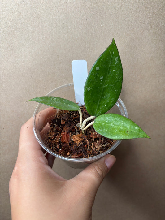 Hoya Verticillata ‘Black Margin’