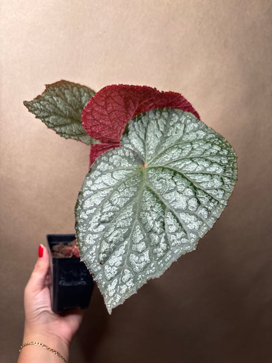 Begonia Emma’s Evolution™ vampire slayer