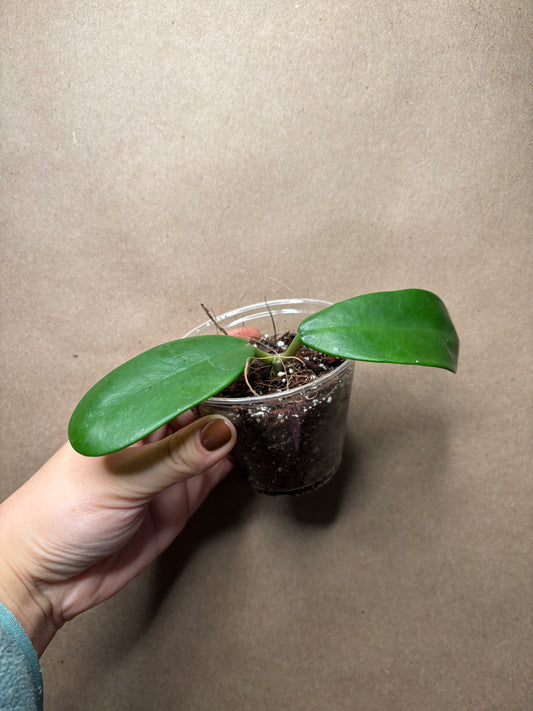 Hoya Meliflua