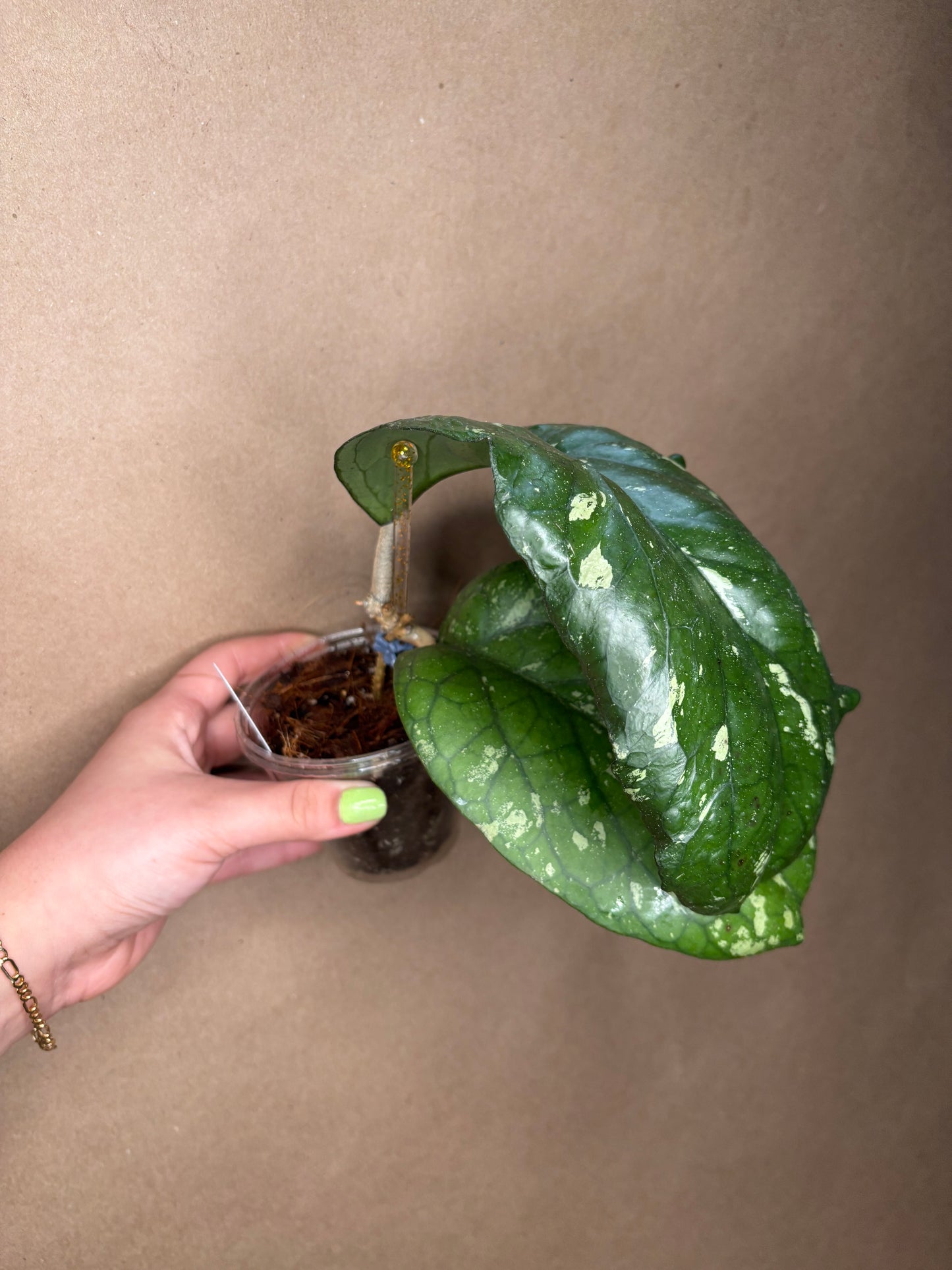 Hoya Elephant