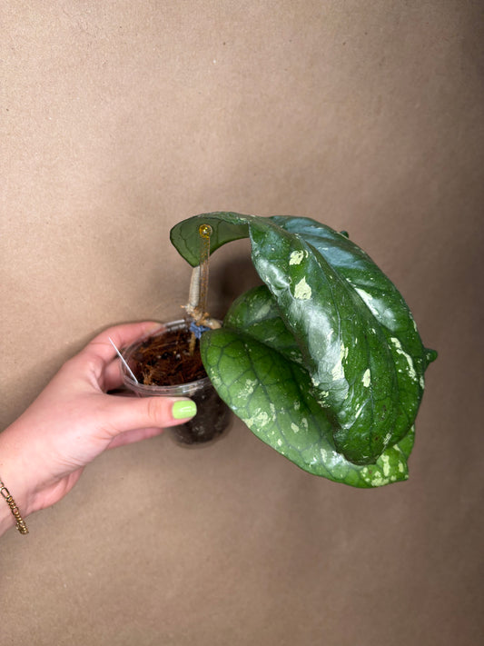 Hoya Elephant