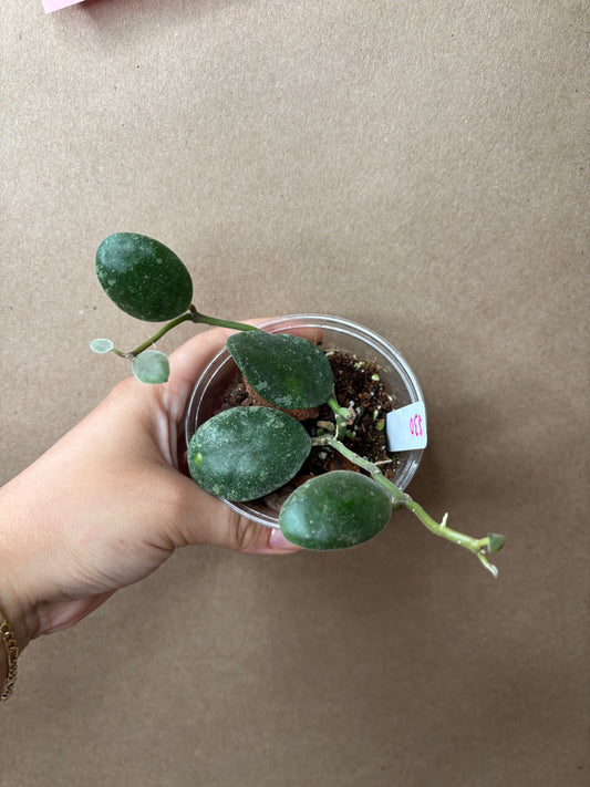Hoya Waymaniae