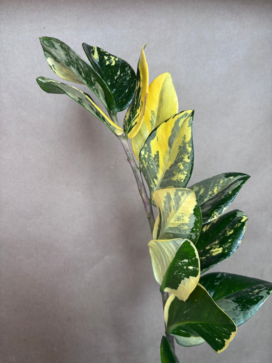 Zamioculcas zamiifolia Variegata