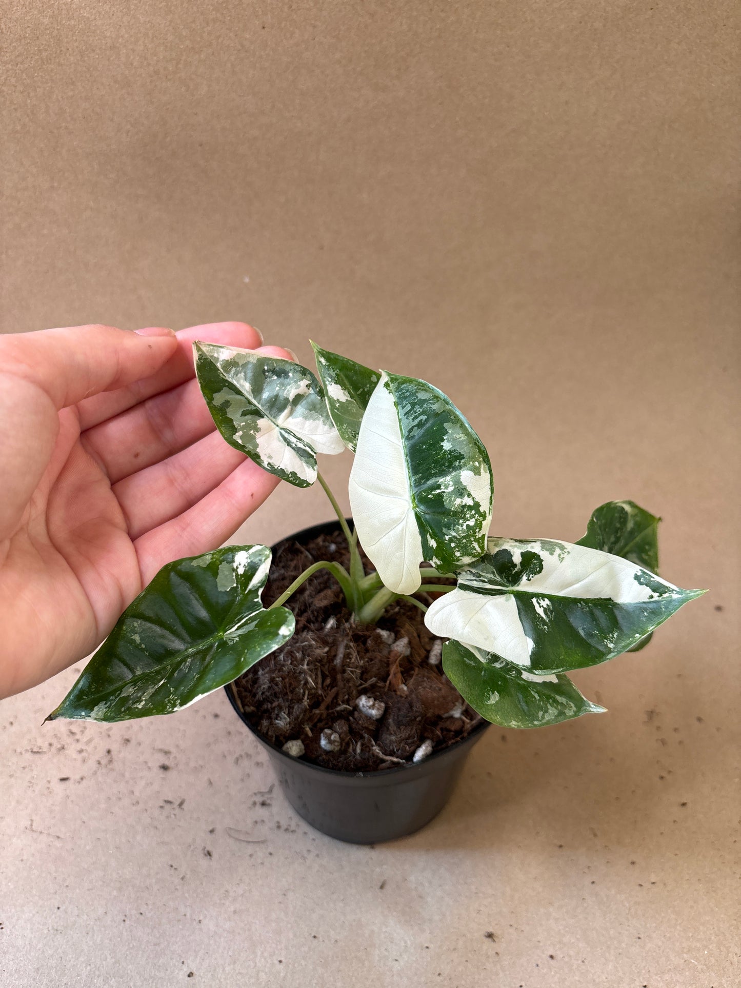 Alocasia ‘Frydek’ Variegated 4”