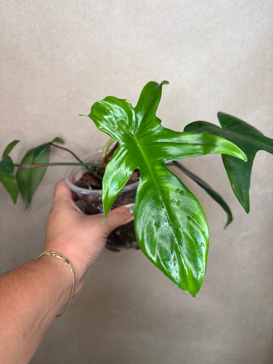 Philodendron Florida Green