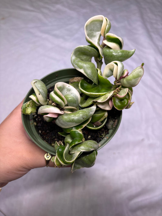 Hoya Compacta Variegated