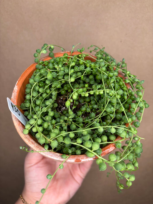String of Pearls