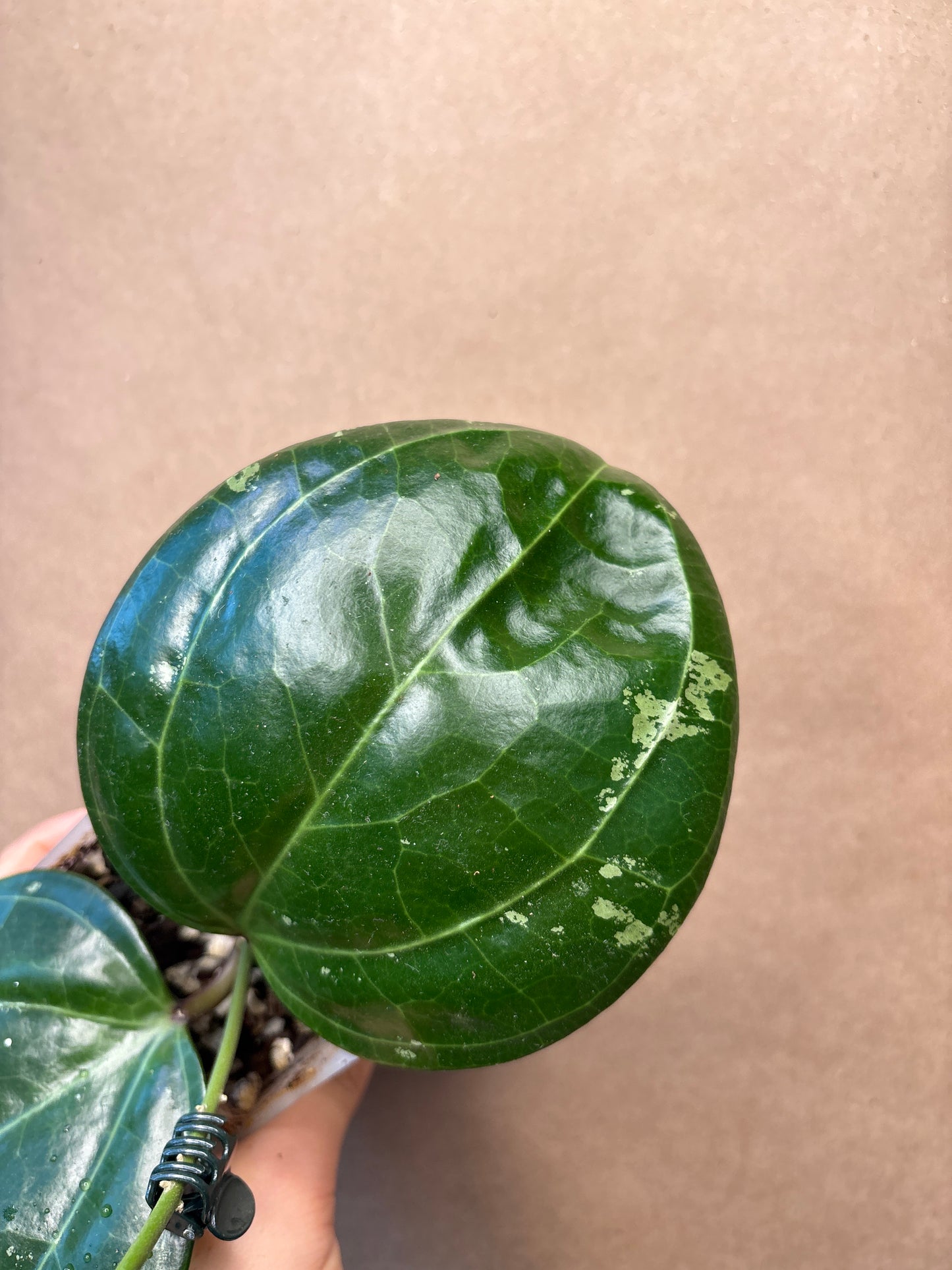 Hoya Sarawak (Cream)